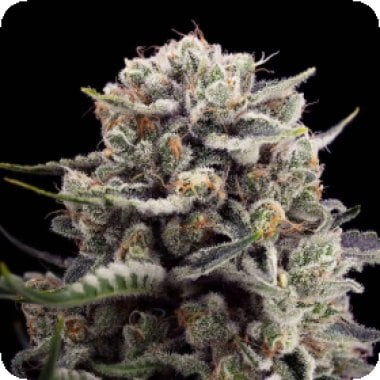 Silent  Cannabis  Seeds  B 45  By  Booba