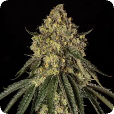 Silent  Cannabis  Seeds  B 52
