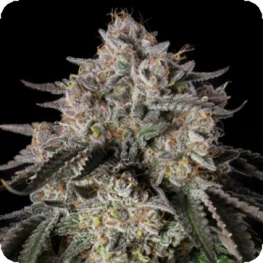 Silent  Cannabis  Seeds  Cherry  Essence