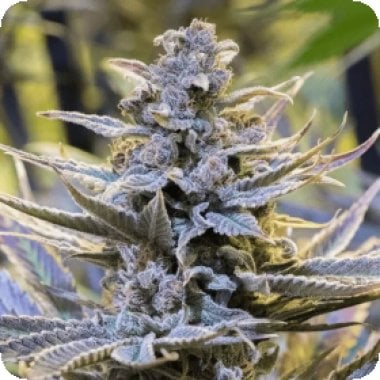Silent  Cannabis  Seeds  Cookielato