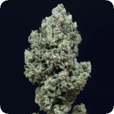 Silent  Cannabis  Seeds  Critical 2 0  Auto