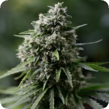 Silent  Cannabis  Seeds  Critical 2 0