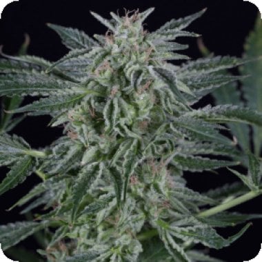 Silent  Cannabis  Seeds  Critical  Jack  Auto