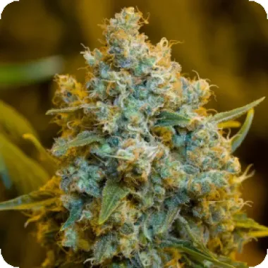Silent  Cannabis  Seeds  Critical  Jack