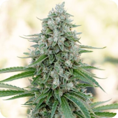 Silent  Cannabis  Seeds  Critical  Mango