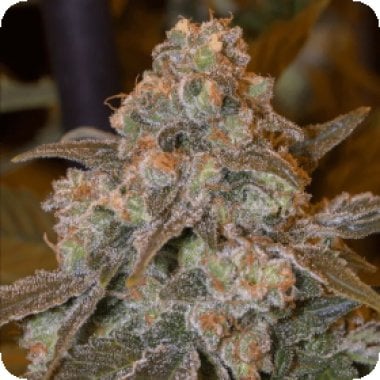Silent  Cannabis  Seeds  Gorilla  Frost