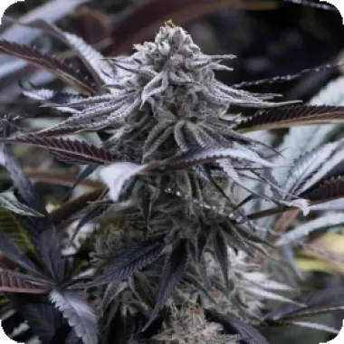 Silent  Cannabis  Seeds  Grape  Juice