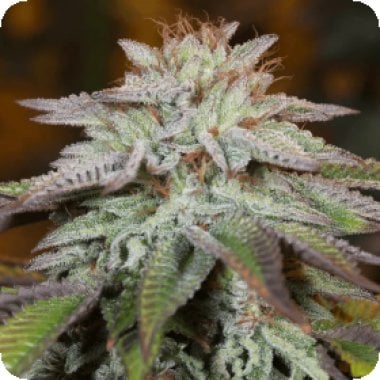 Silent  Cannabis  Seeds  L  A  Vanilla  Cake  Auto