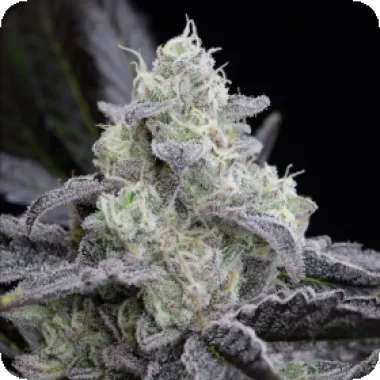 Silent  Cannabis  Seeds  L  A  Vanilla  Cake