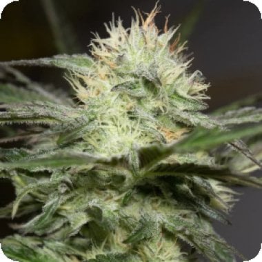 Silent  Cannabis  Seeds  Lemon  Sorbet