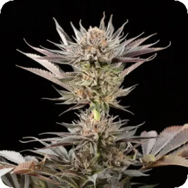 Silent  Cannabis  Seeds  Lemon  Tree 2 0  By  Lemon  Tree