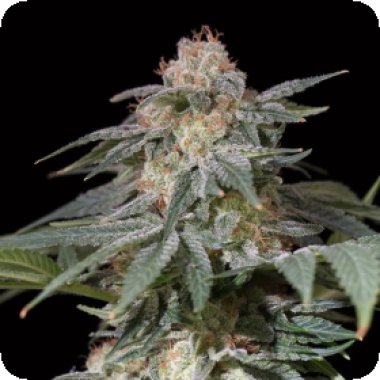 Silent  Cannabis  Seeds  Lemon  Tree  Fast  By  Lemon  Tree