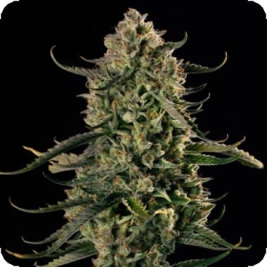 Silent  Cannabis  Seeds  Mac  Dawg  Xxl  Auto