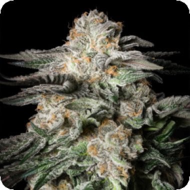 Silent  Cannabis  Seeds  Mint  Candy