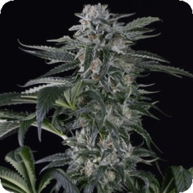 Silent  Cannabis  Seeds  Moby  Dick  Auto
