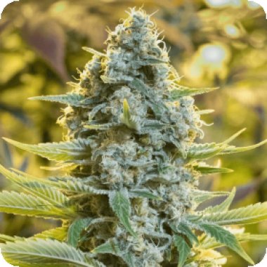 Silent  Cannabis  Seeds  Moby  Dick