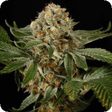 Silent  Cannabis  Seeds  Og  Kush