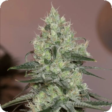 Silent  Cannabis  Seeds  Original  Amnesia