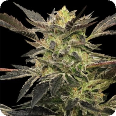 Silent  Cannabis  Seeds  Pink  Sunset  Auto  By  Sherbinskis