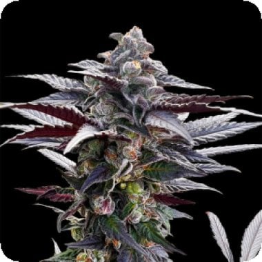 Silent  Cannabis  Seeds  Pink  Sunset  By  Sherbinskis