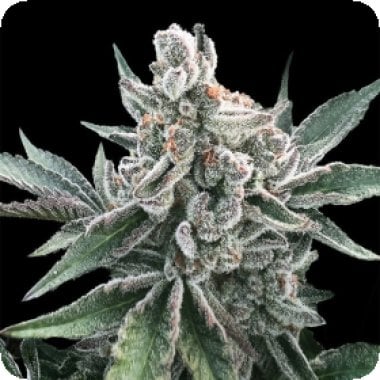 Silent  Cannabis  Seeds  Polar  Gelato  Auto  By  Sherbinskis