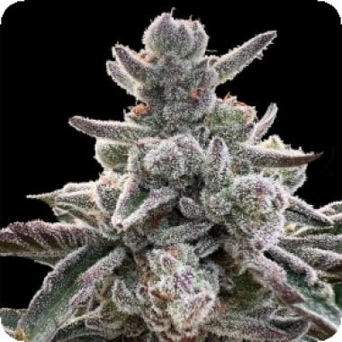 Silent  Cannabis  Seeds  Polar  Gelato  By  Sherbinskis