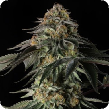 Silent  Cannabis  Seeds  Rainbow  Gas