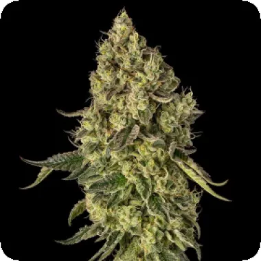 Silent  Cannabis  Seeds  Silent  Cannabis  Seeds  X  Cookies  Co  Peach  Cake
