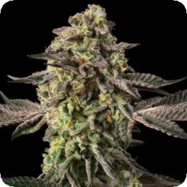 Silent  Cannabis  Seeds  Silent  Cannabis  Seeds  X  Cookies  Co  Sugar  Rock