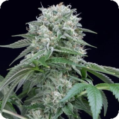 Silent  Cannabis  Seeds  Starfire  Og