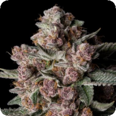 Silent  Cannabis  Seeds  Tropical  Jam