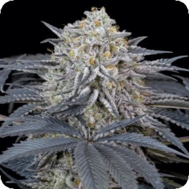 Silent  Cannabis  Seeds  Watermelon  Runtz