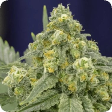Silent  Cannabis  Seeds  White  Widow