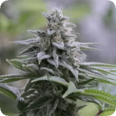 Silent  Cannabis  Seeds  Zkittlez 2 0