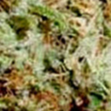 Soma  Cannabis  Seeds  Soma  Salad