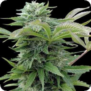 Spliff Cannabis Seeds Afghan