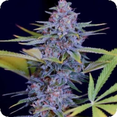 Spliff Cannabis Seeds Afghani Gold