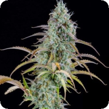 Spliff Cannabis Seeds Ak Automatic