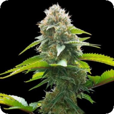 Spliff Cannabis Seeds Ak