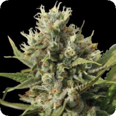 Spliff Cannabis Seeds Amnesiac Auto