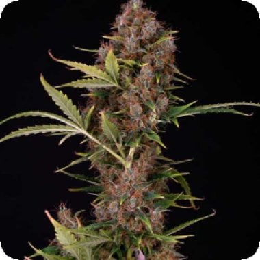 Spliff Cannabis Seeds Dutch Automatic