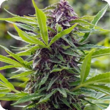 Spliff Cannabis Seeds Gold Rush Outdoor