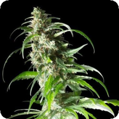 Spliff Cannabis Seeds Jack F1