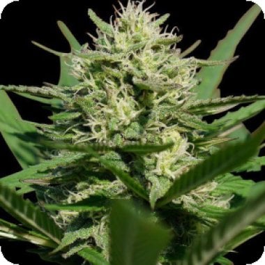 Spliff Cannabis Seeds Lemon Cream Kush Auto