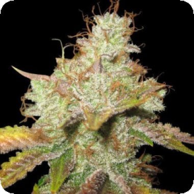 Spliff Cannabis Seeds Master Kush