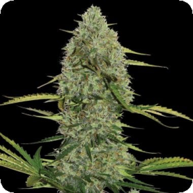 Spliff Cannabis Seeds Mega Power Plant Auto