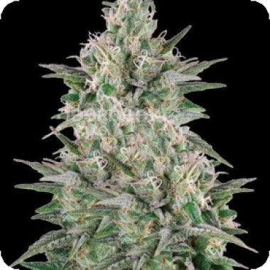 Spliff Cannabis Seeds Mega Power Plant