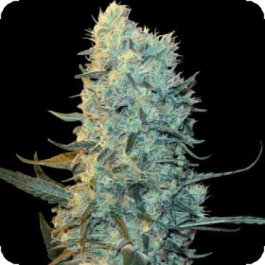 Spliff Cannabis Seeds Power Plant