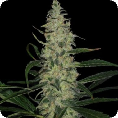 Spliff Cannabis Seeds Super Skunk