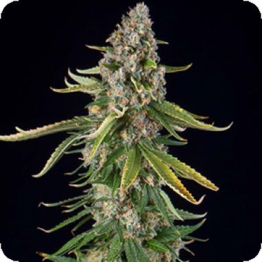 Spliff Cannabis Seeds Zkittlez Auto